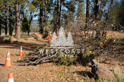 Westcoast Tree Service