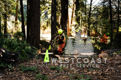 Westcoast Tree Service