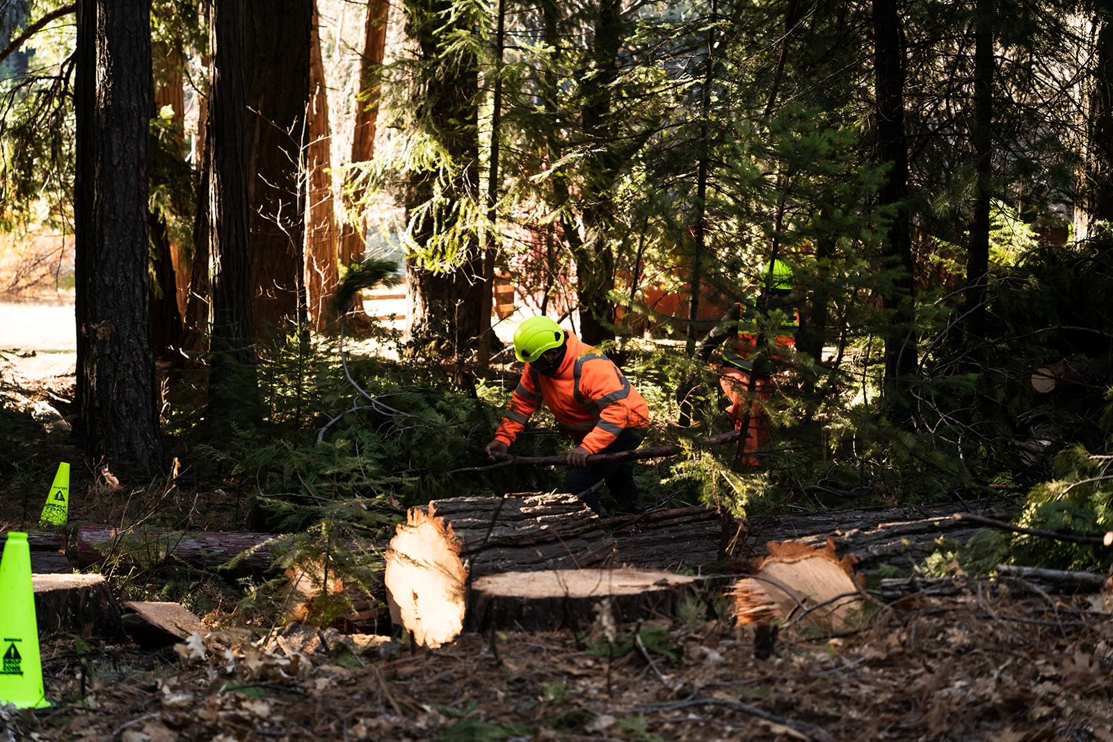 Tree Removal in San Mateo County