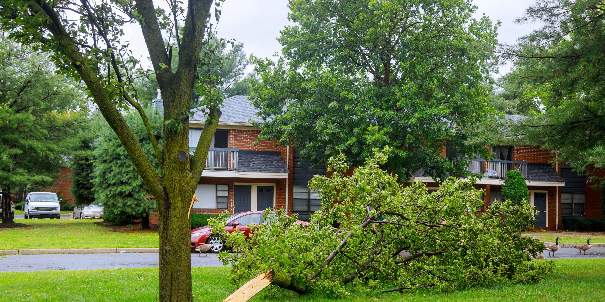 Tree Care and Storm Preparedness