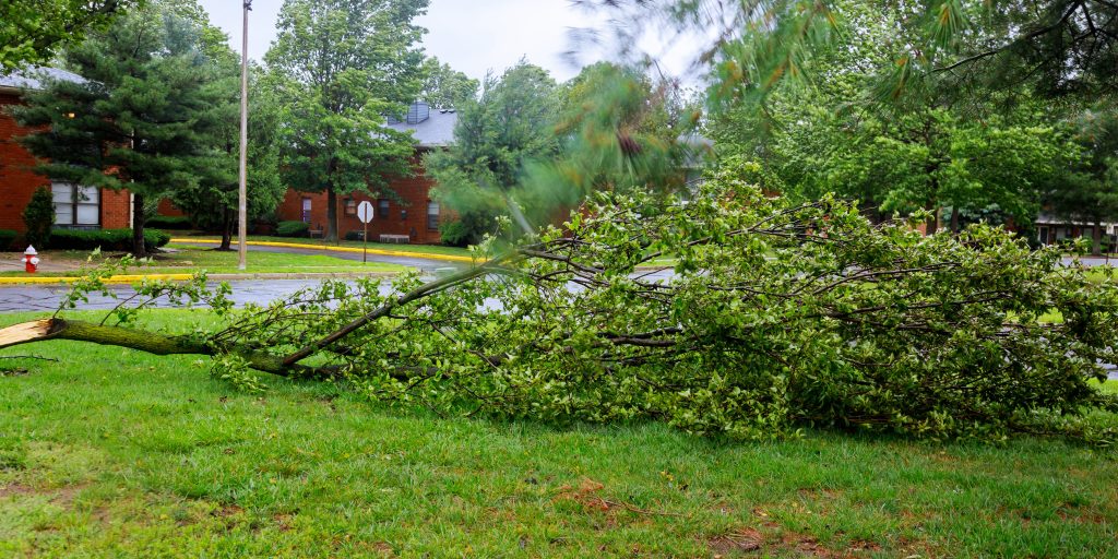 Tree Care and Storm Preparedness