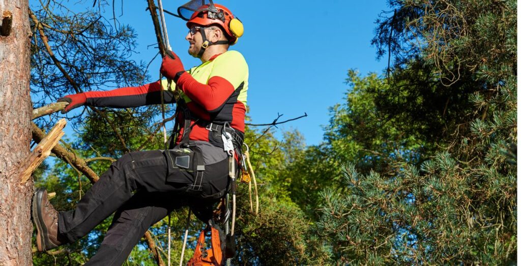 certified arborist