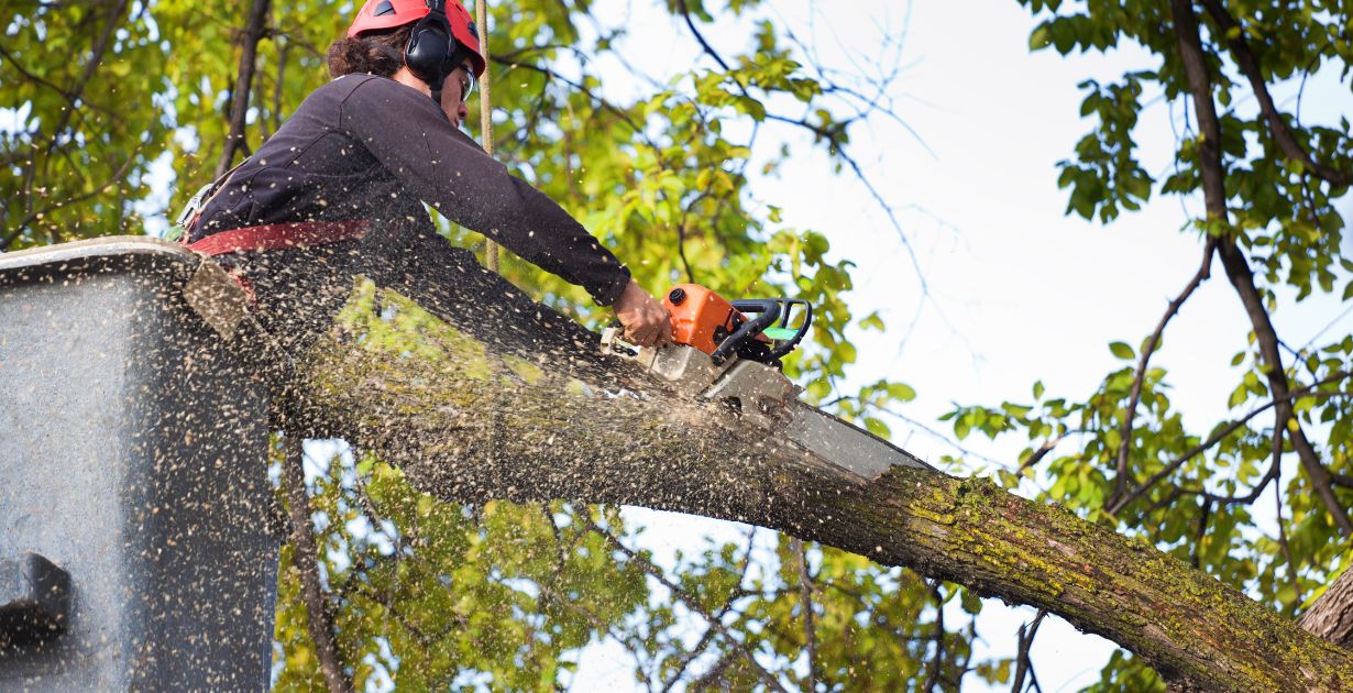 commercial tree care