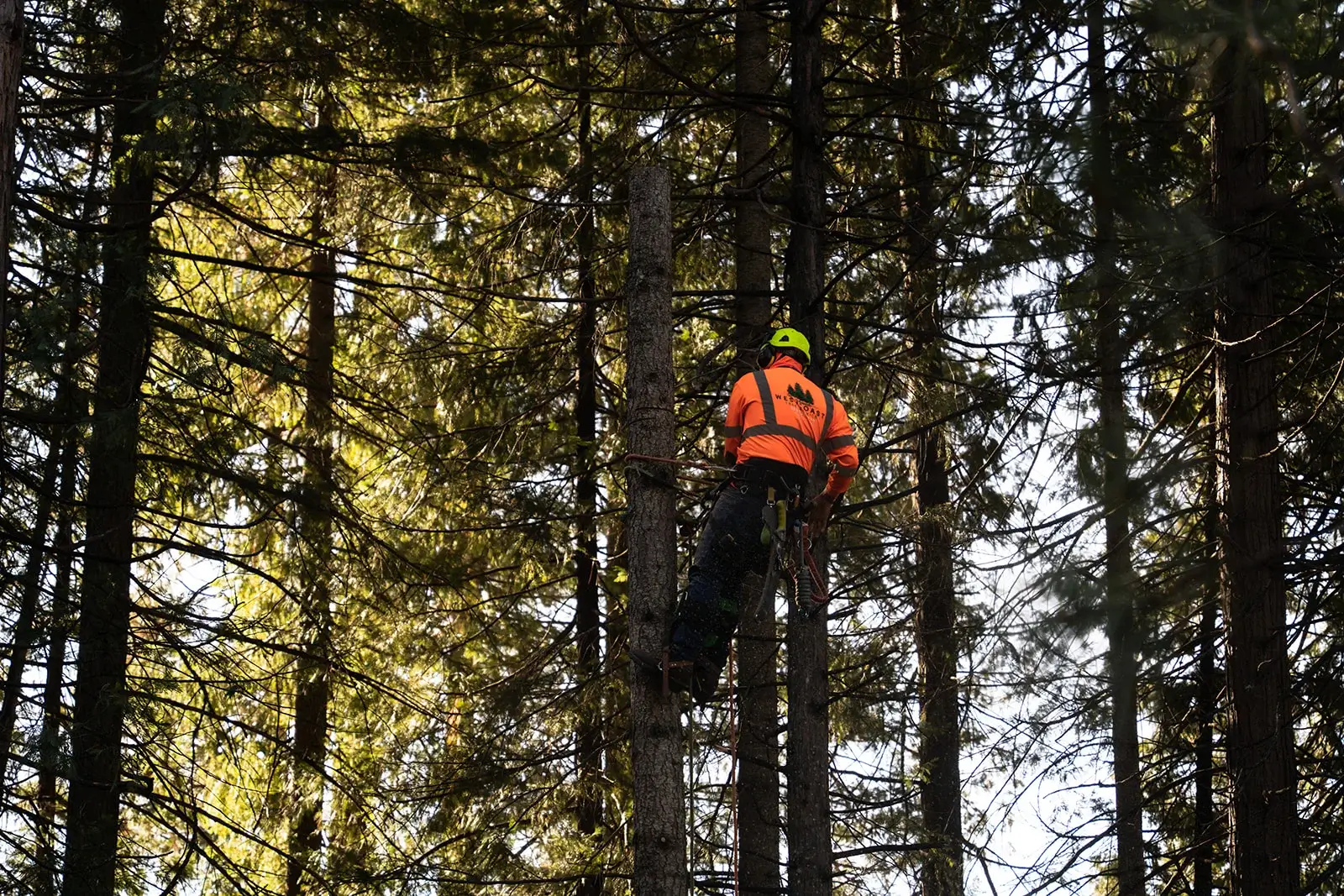 West Coast Tree Service trucks and equipment