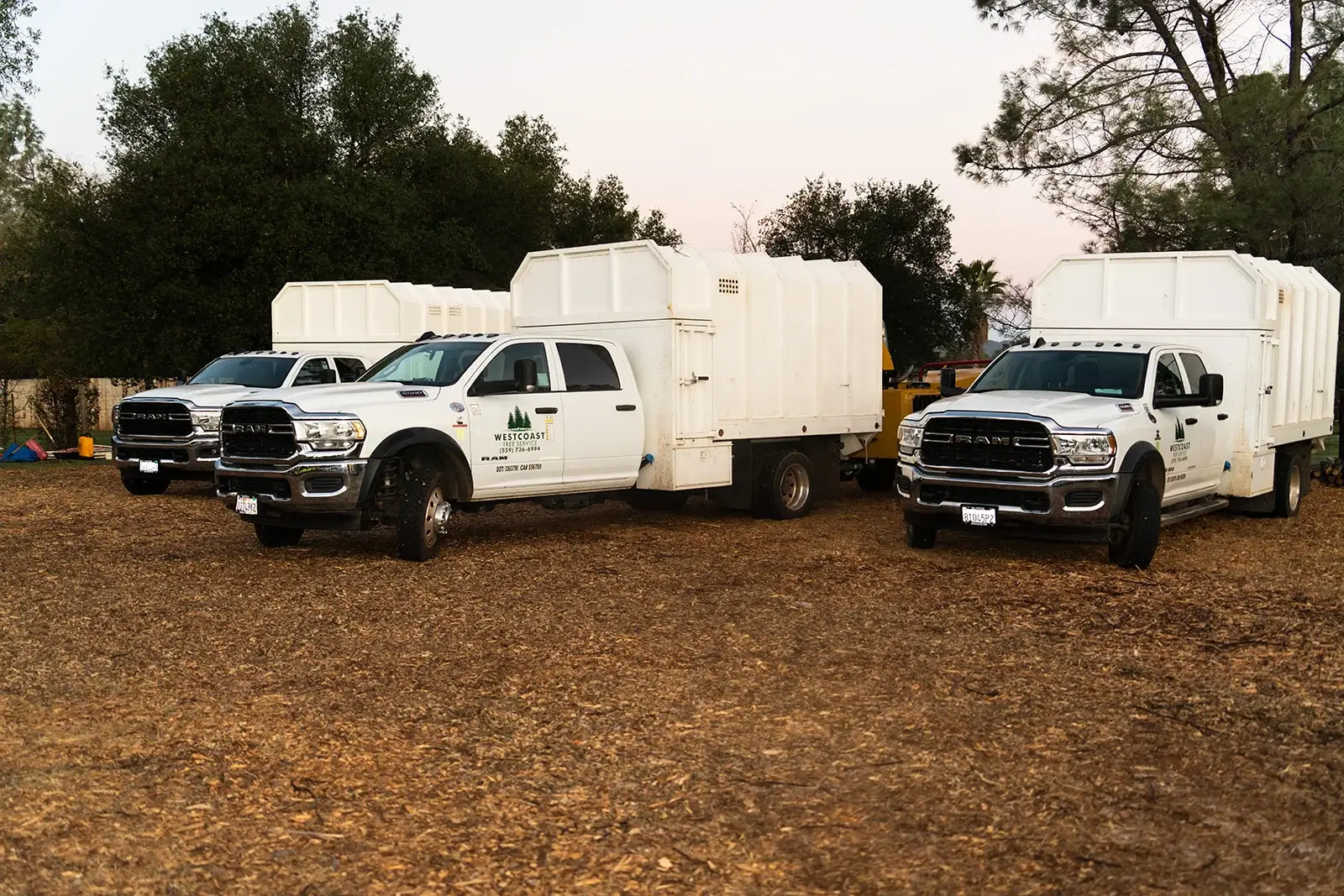 Tree service work in California