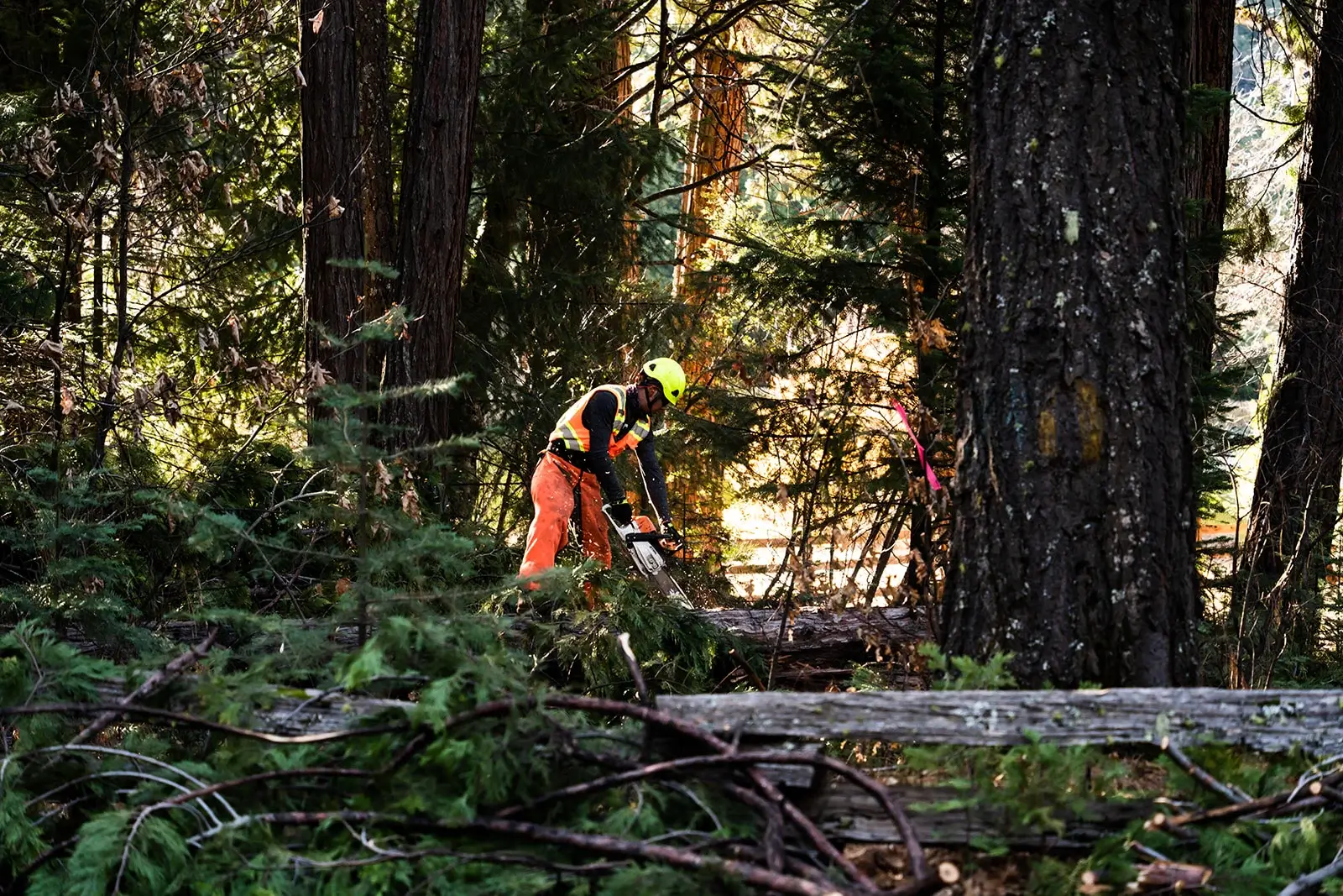Tree and brush cleanup work